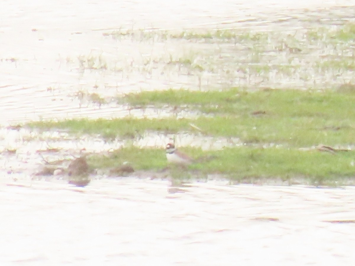 Little Ringed Plover - Robert gilbert