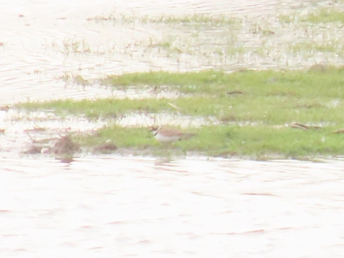 Little Ringed Plover - Robert gilbert