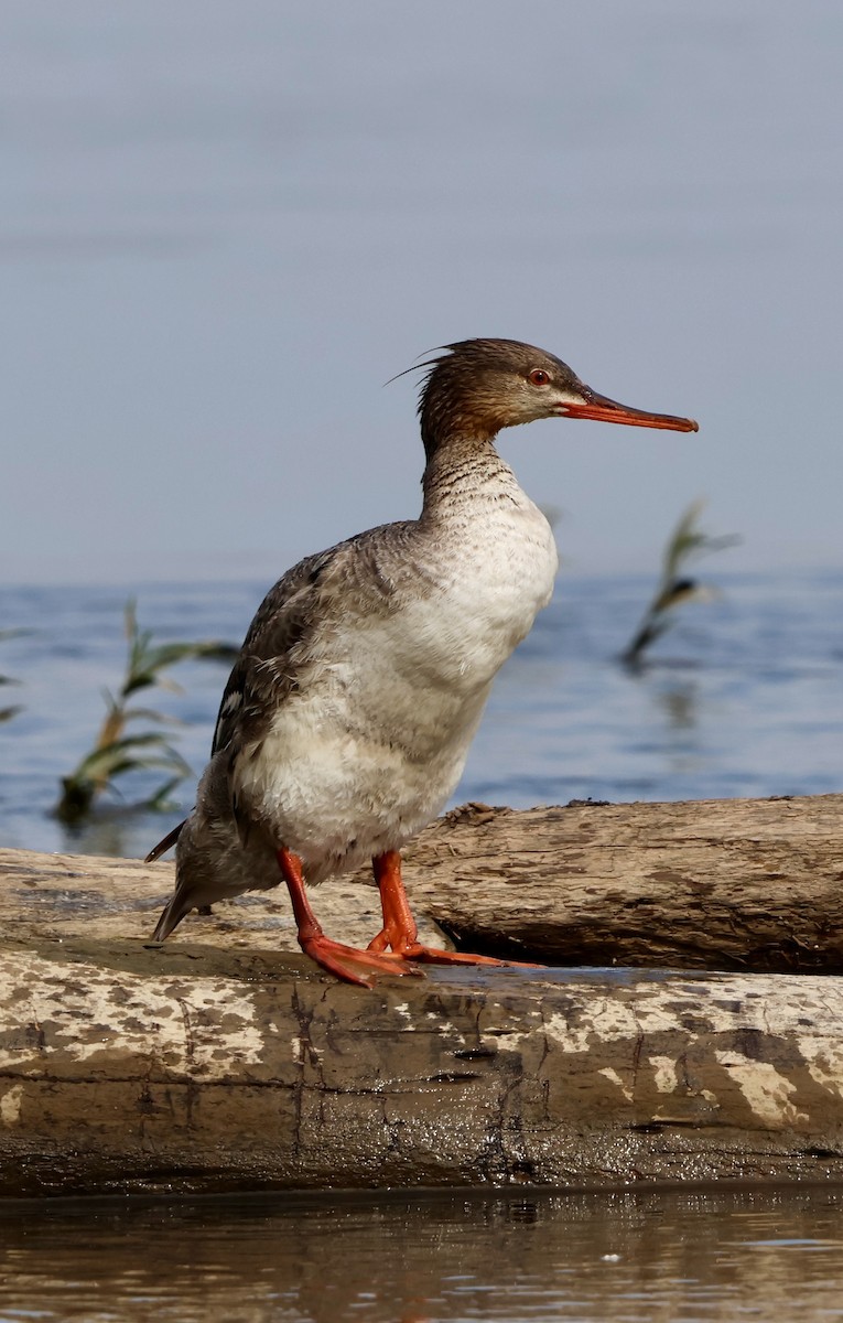 Red-breasted Merganser - Kim Caldwell