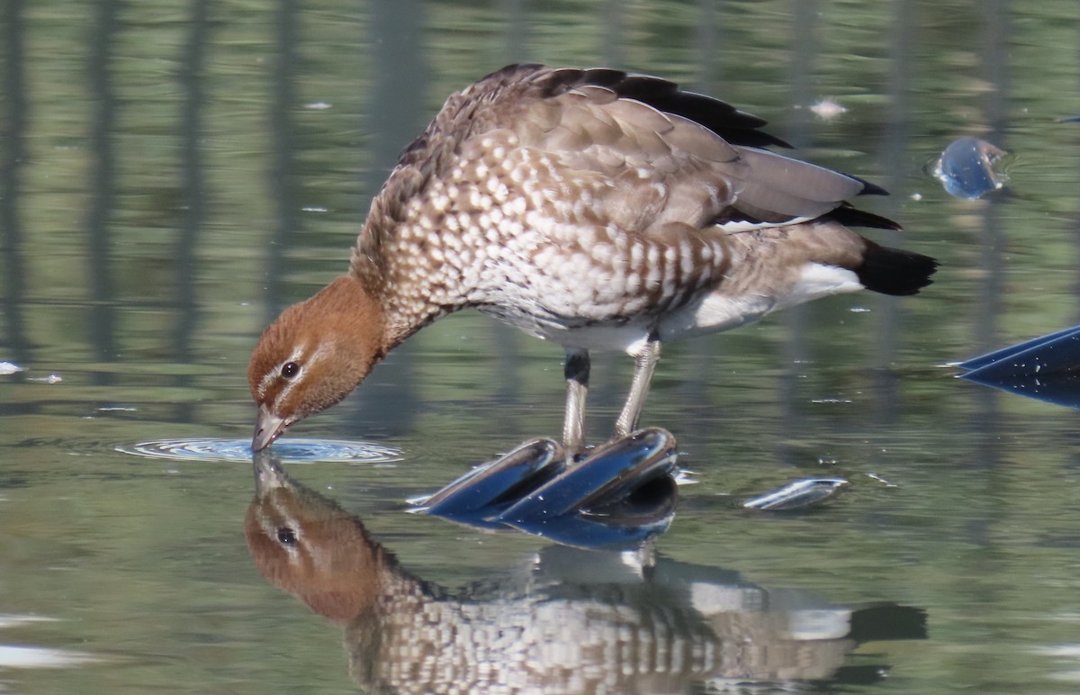 Maned Duck - Deb & Rod R