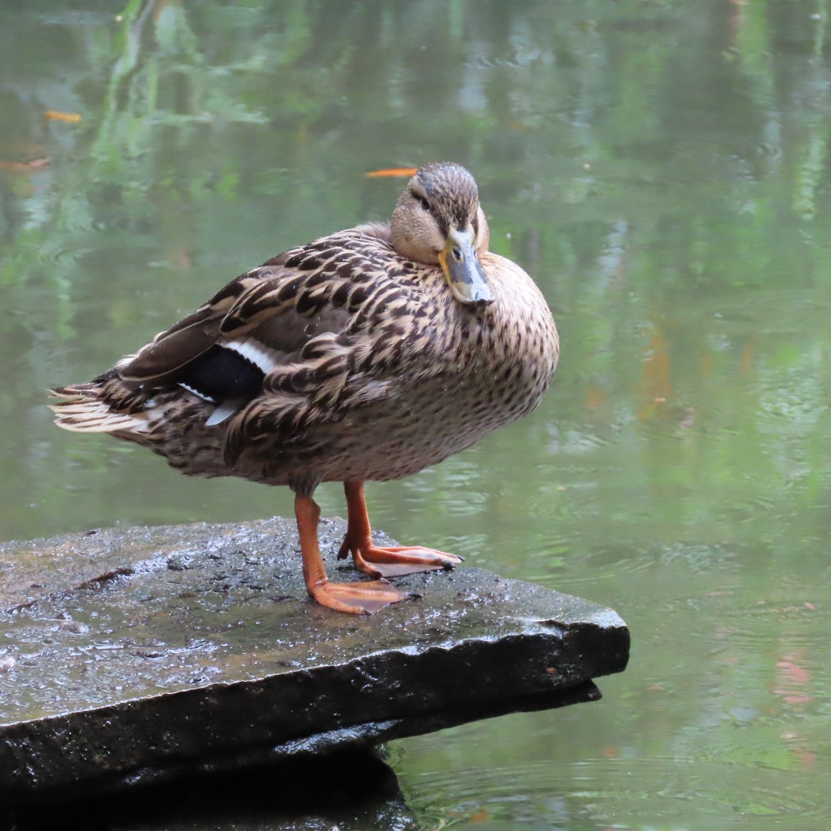 Mallard - Robert Theriault