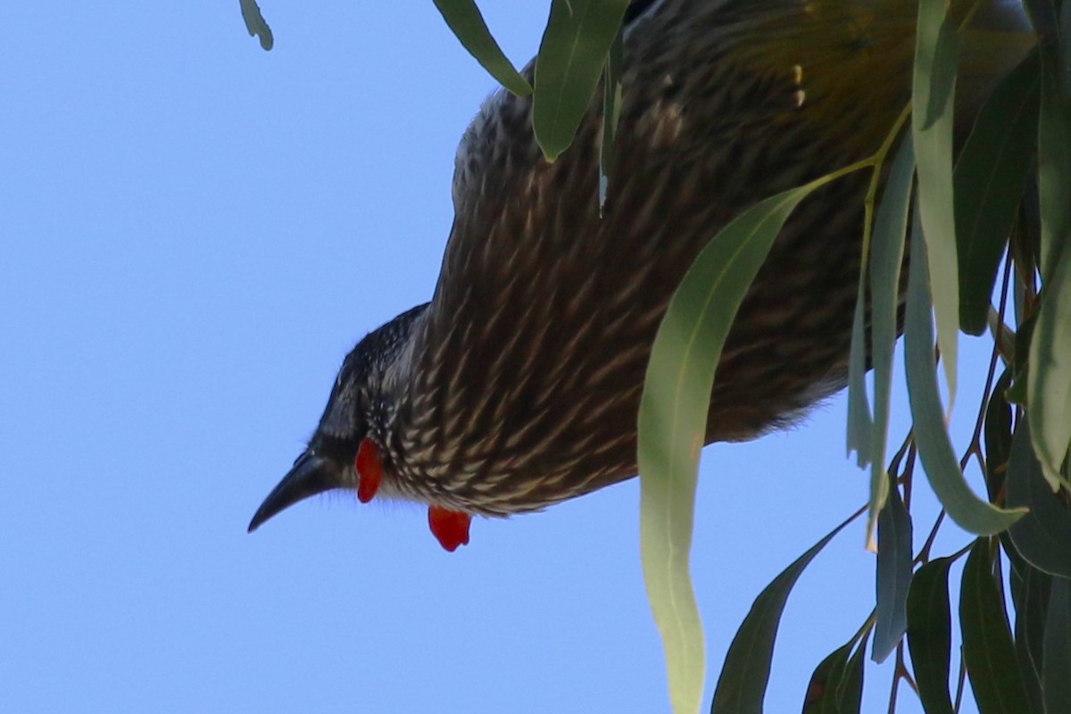 Red Wattlebird - Deb & Rod R