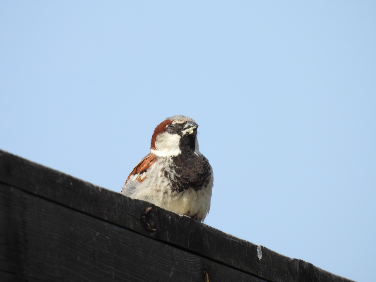 House Sparrow - George Watola