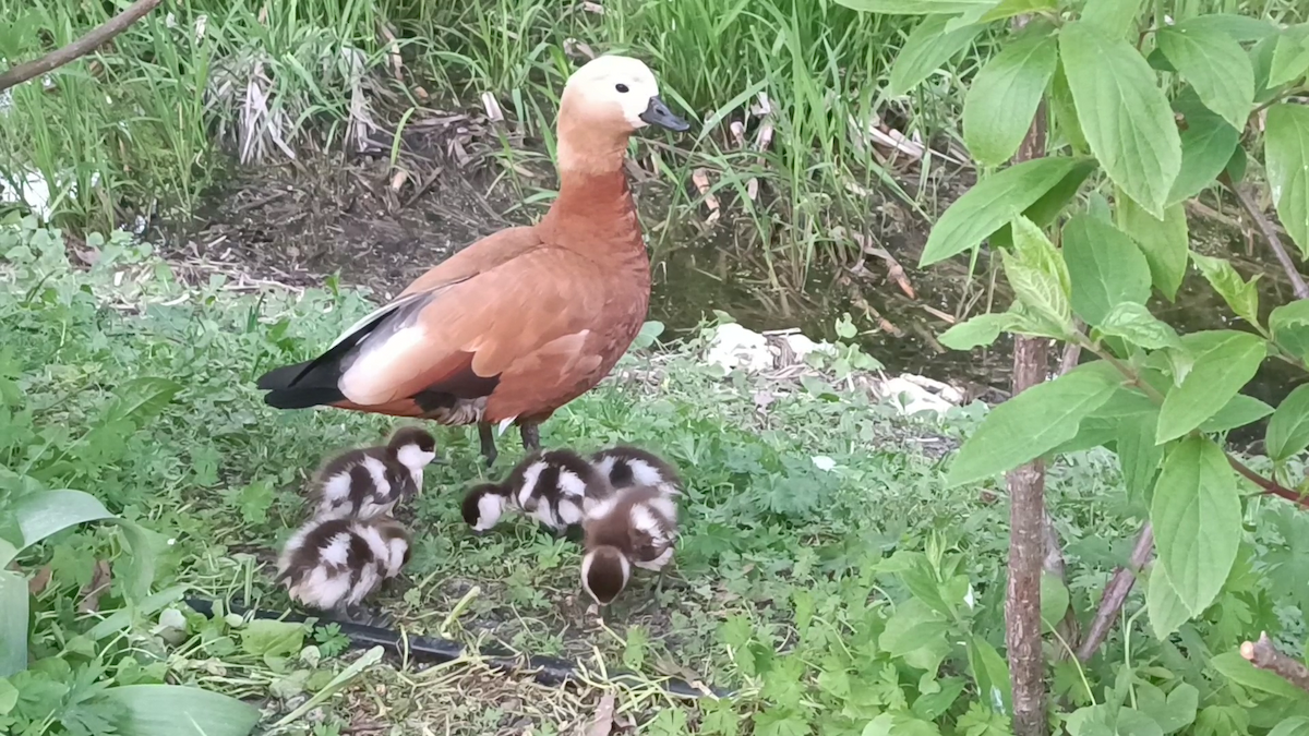 Ruddy Shelduck - Konstantin Konstantinov