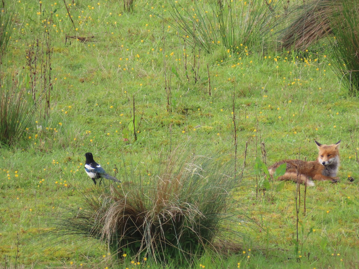 Eurasian Magpie - ML619611399