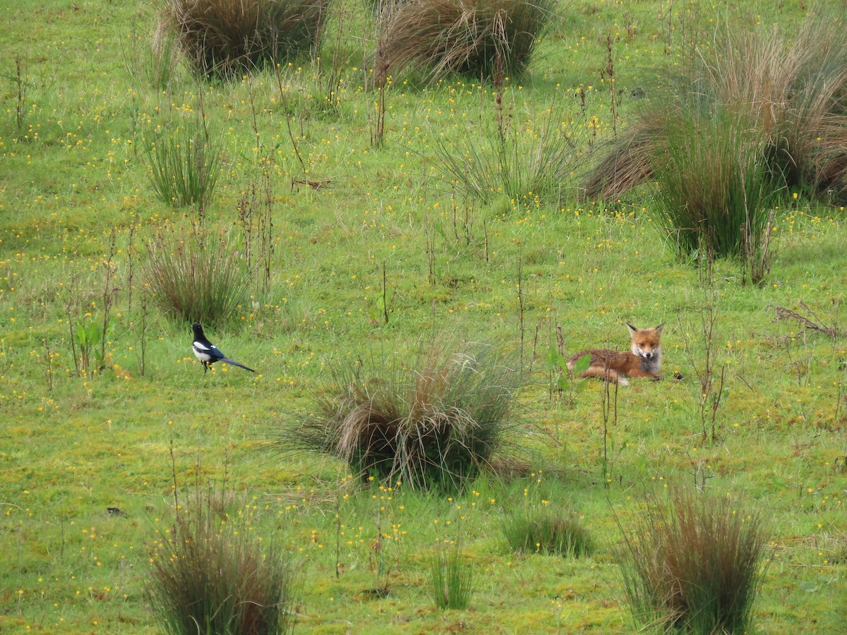 Eurasian Magpie - ML619611400