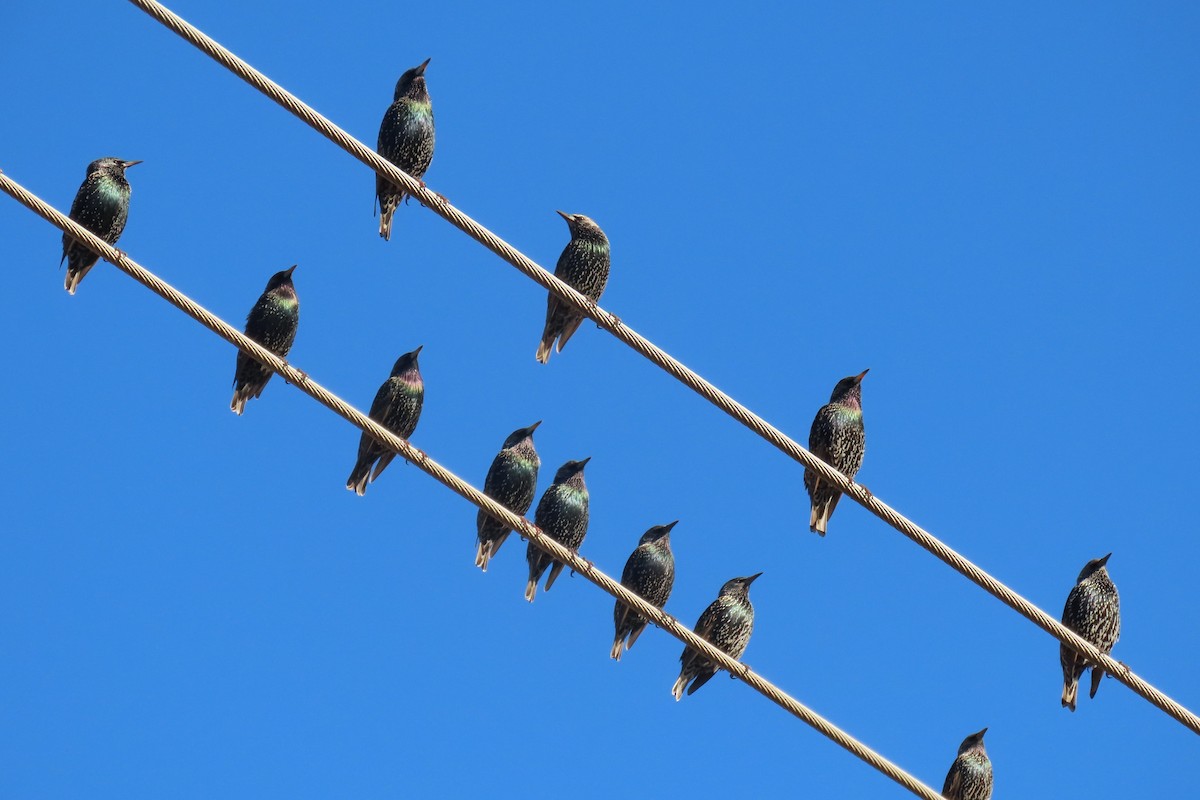 European Starling - Deb & Rod R