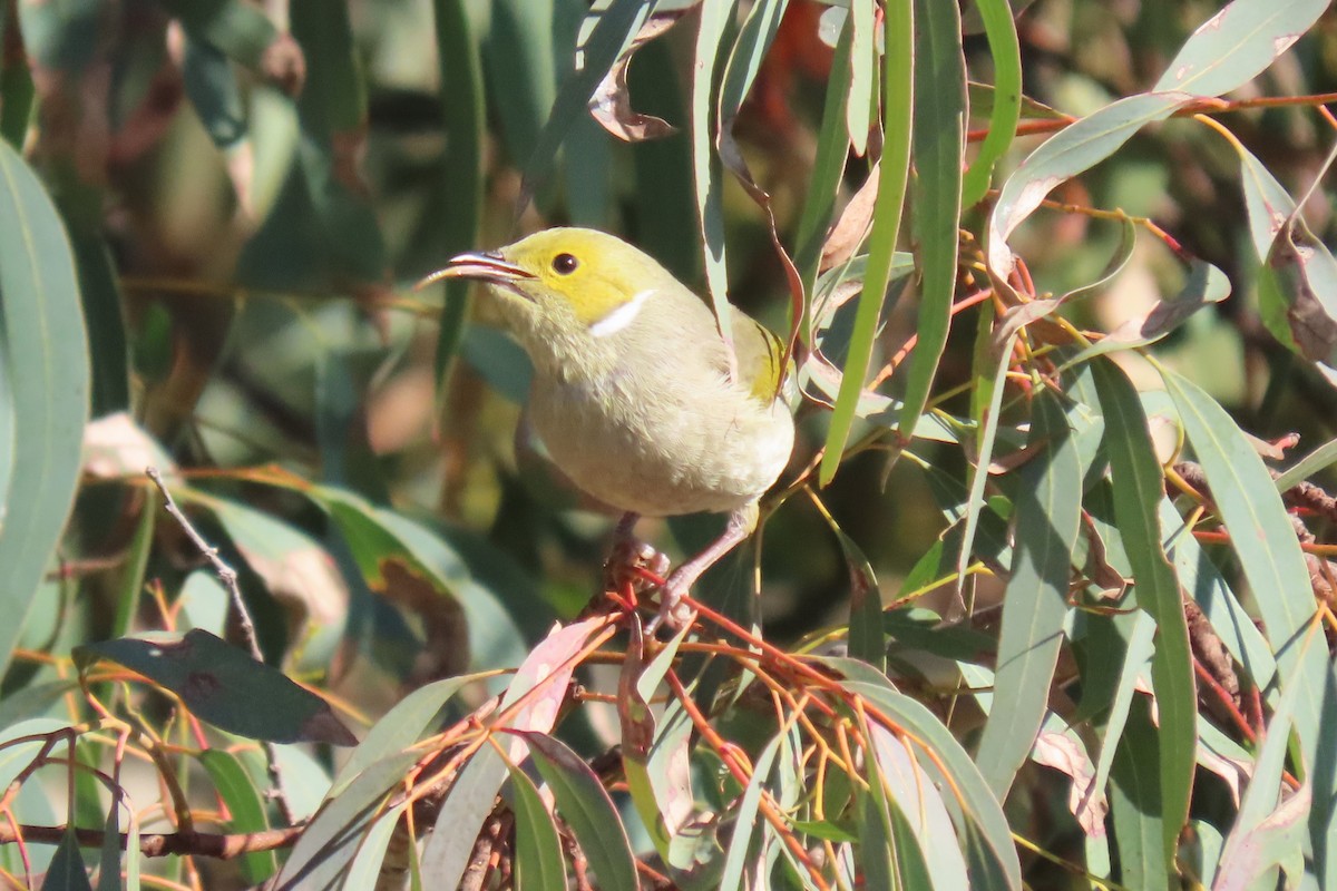 White-plumed Honeyeater - Deb & Rod R