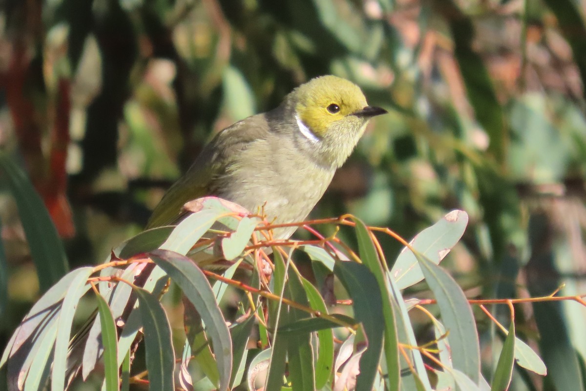 White-plumed Honeyeater - Deb & Rod R