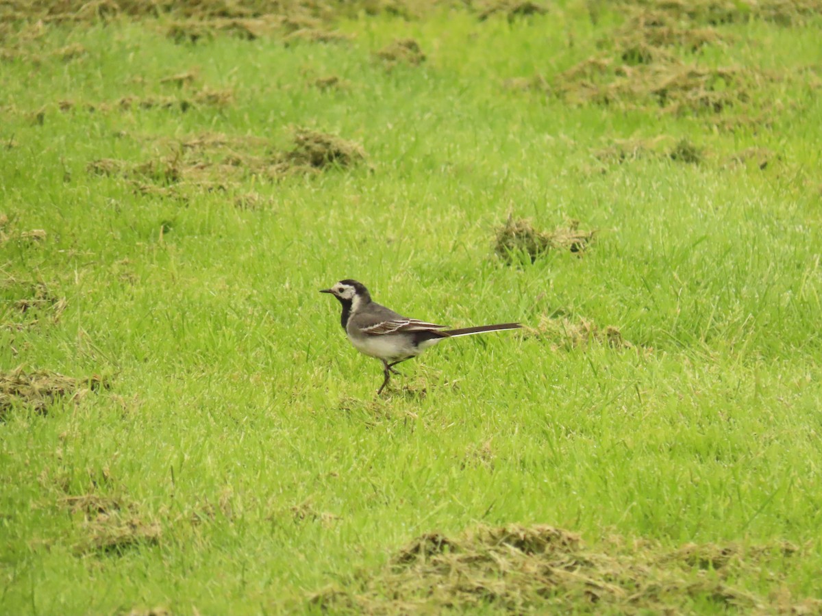 White Wagtail (British) - Robert gilbert