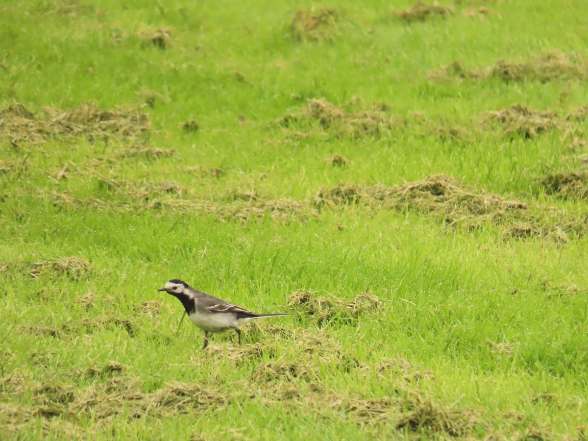 White Wagtail (British) - Robert gilbert