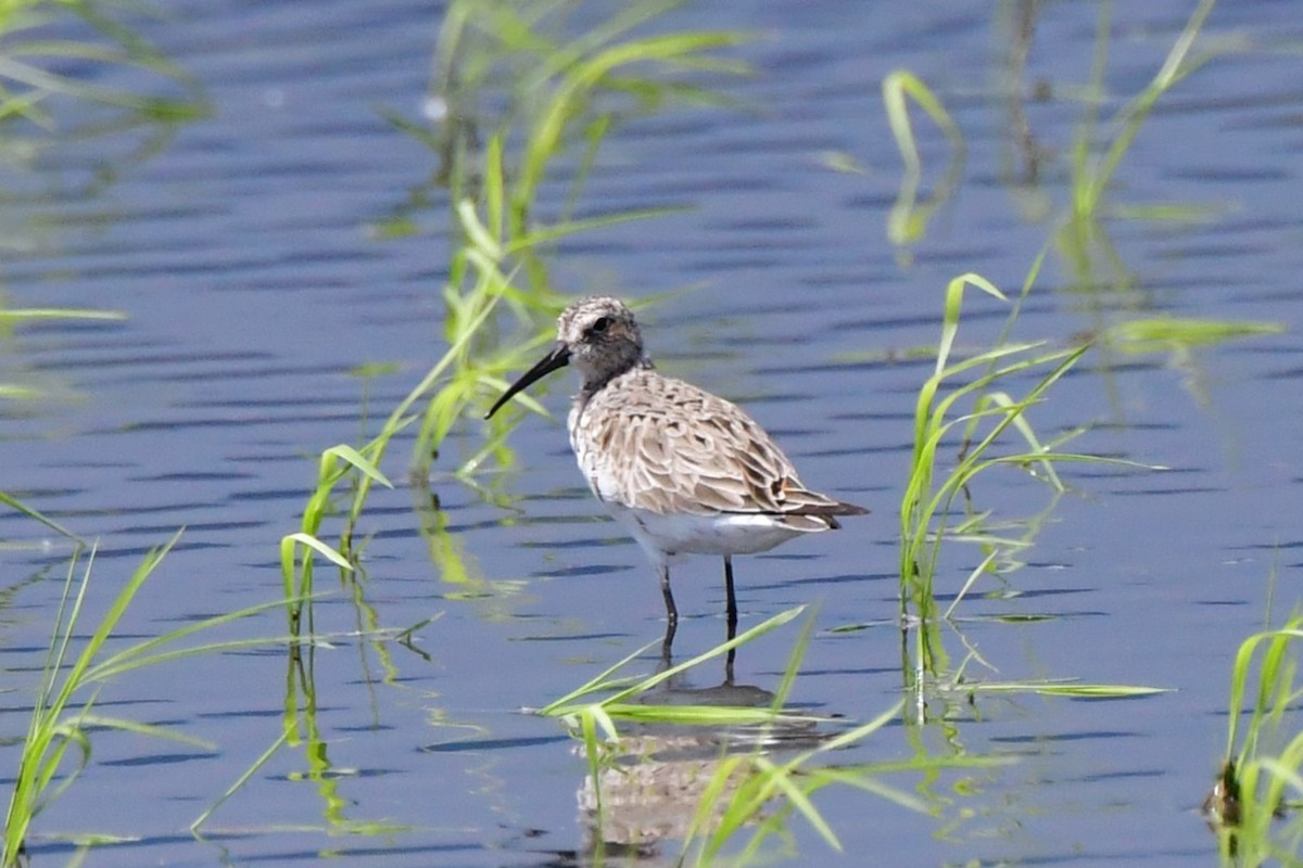 Curlew Sandpiper - Raphaël Neukomm