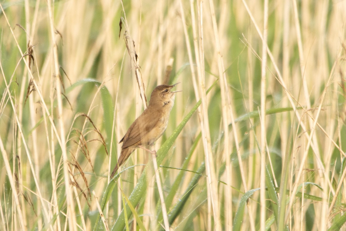 Savi's Warbler - Letty Roedolf Groenenboom