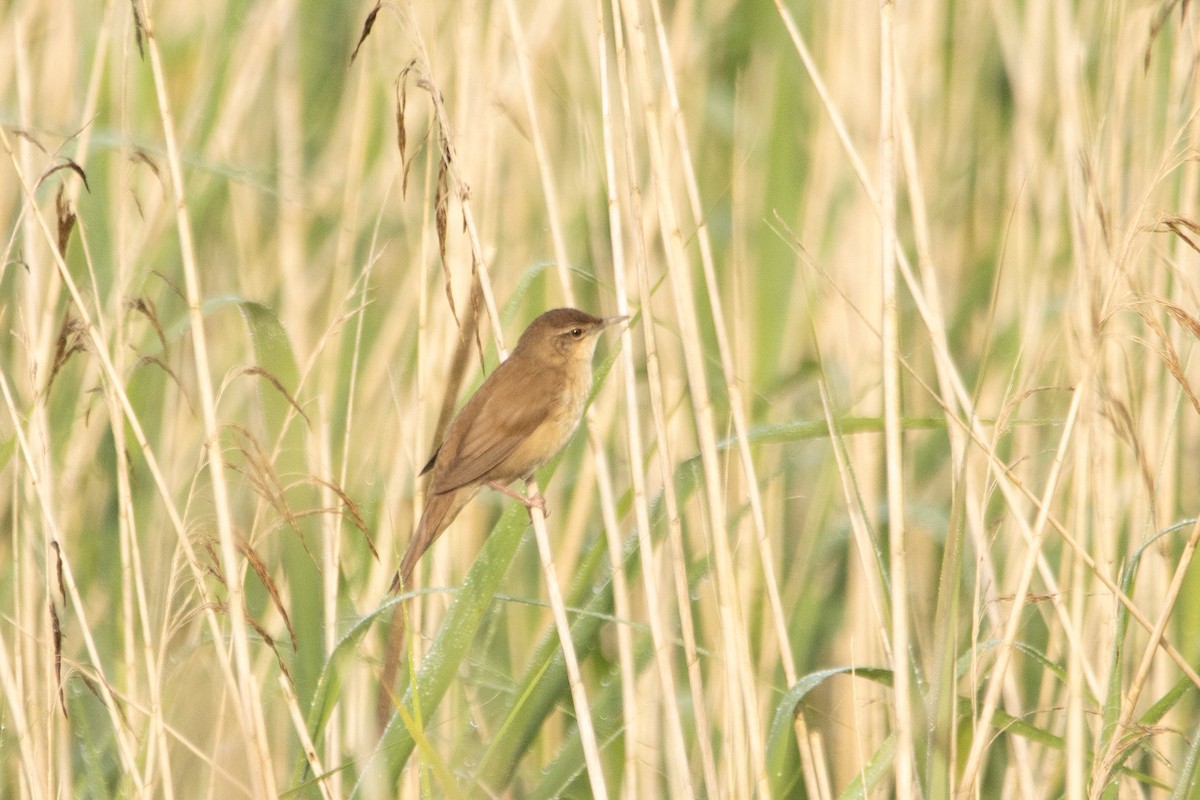 Savi's Warbler - Letty Roedolf Groenenboom