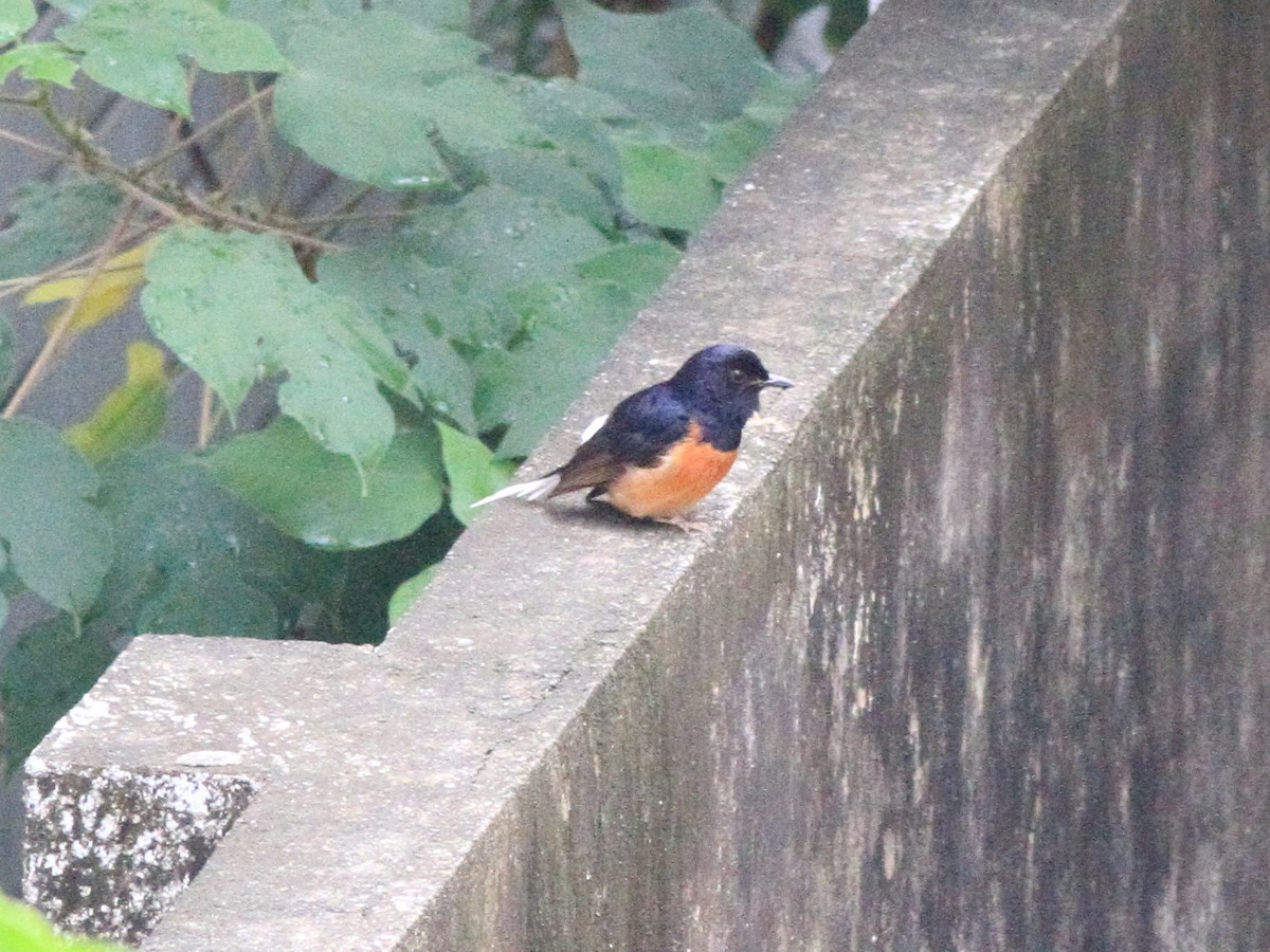 White-rumped Shama - Simon Fang