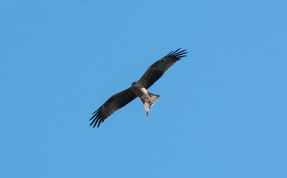 Black Kite - Hitomi Ward