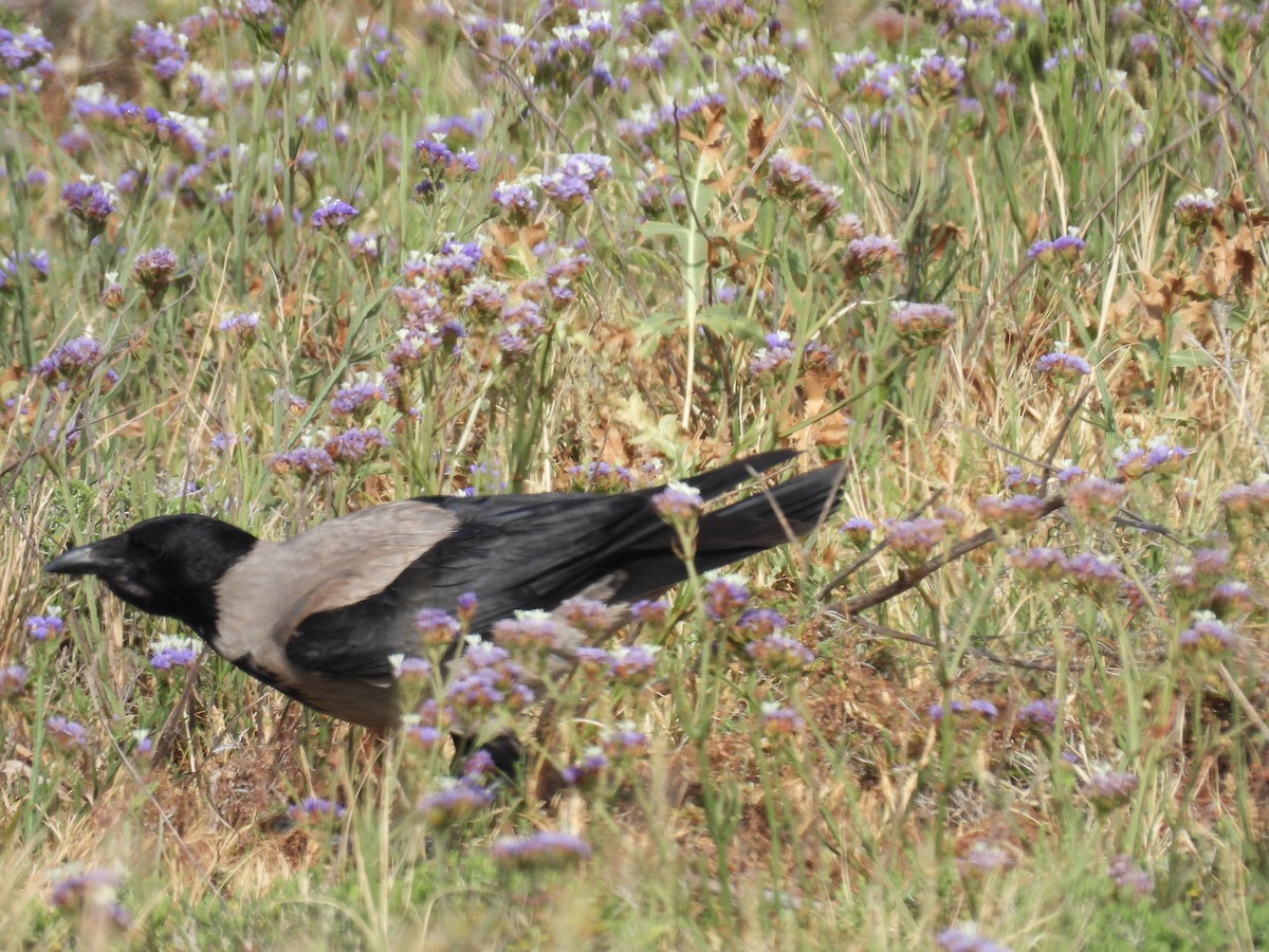 Hooded Crow - ML619611422