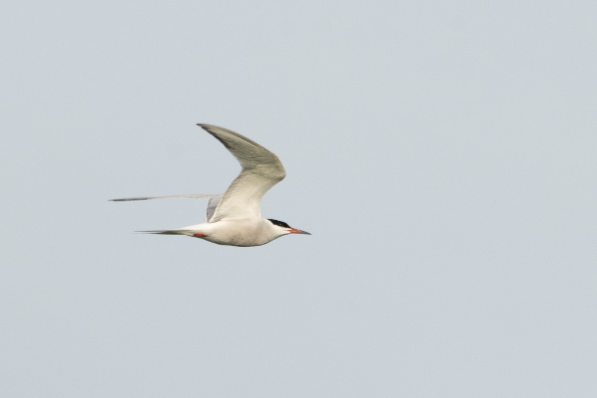 Common Tern - Letty Roedolf Groenenboom