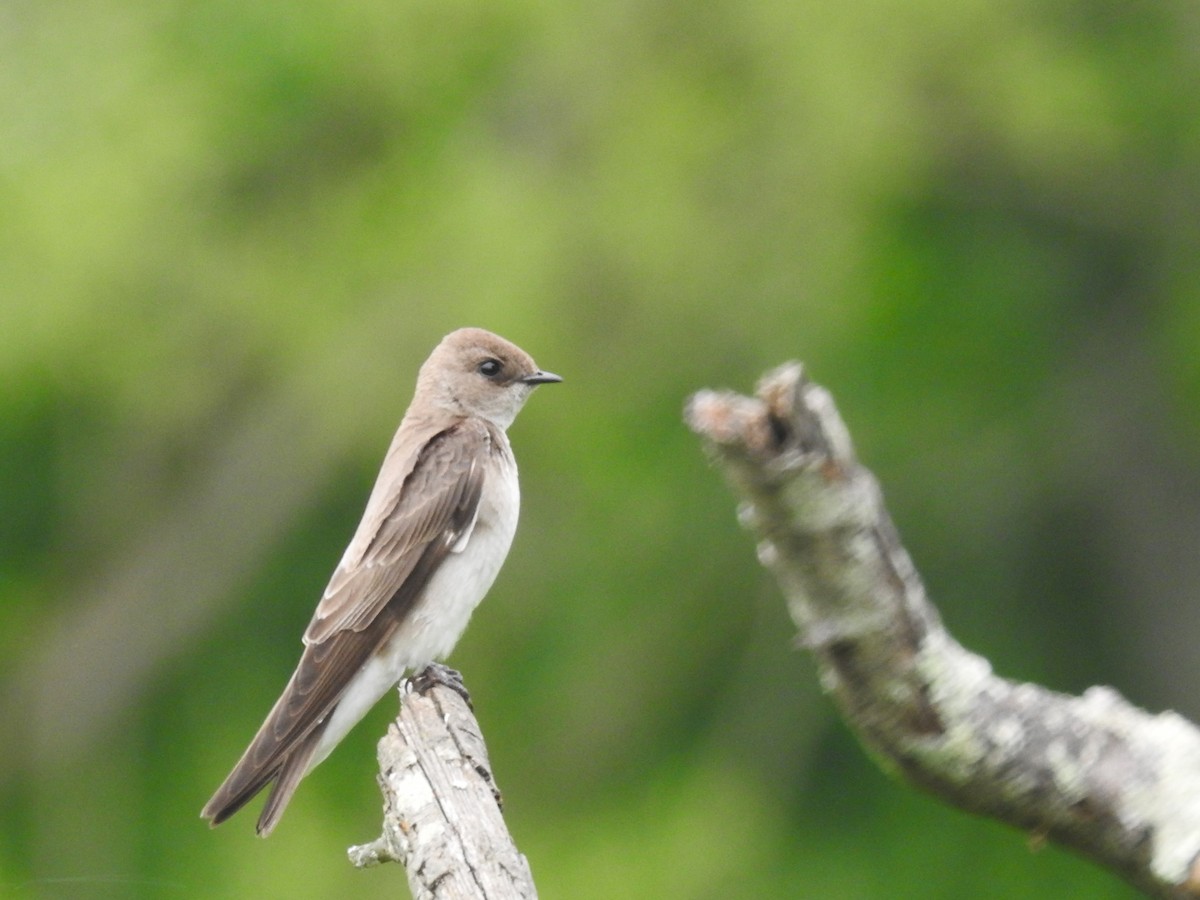 Northern Rough-winged Swallow - Lauren Crocker