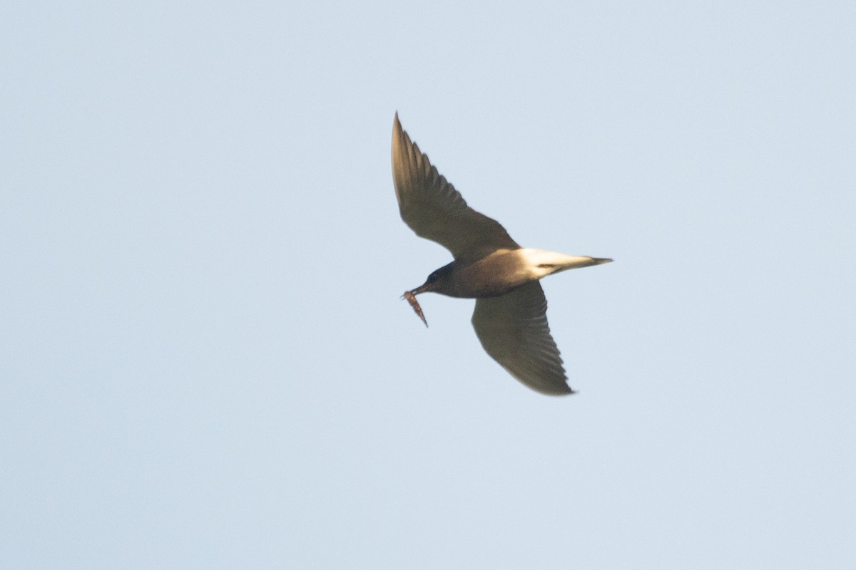 Black Tern - Letty Roedolf Groenenboom