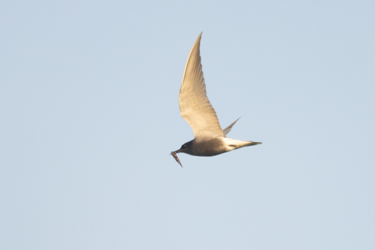 Black Tern - Letty Roedolf Groenenboom