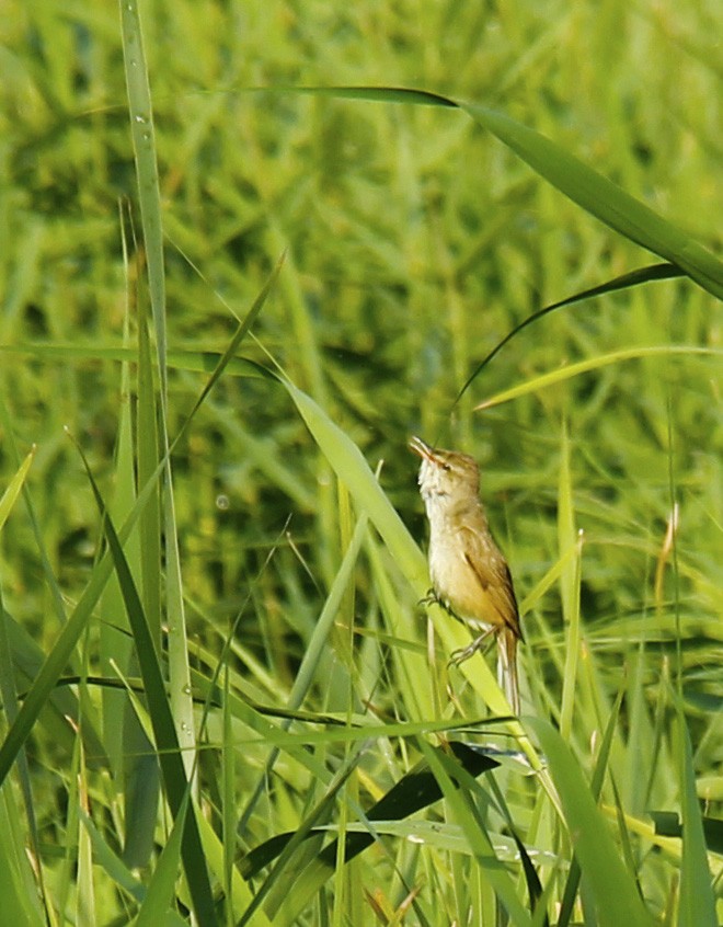 Oriental Reed Warbler - Shiyu Ding