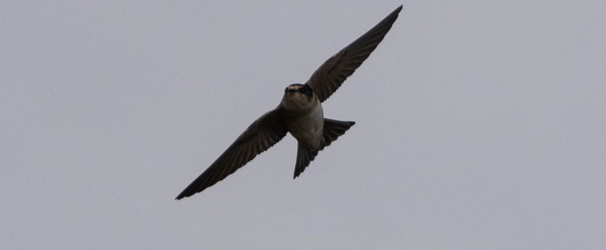 Golondrina Arborícola - ML619611433