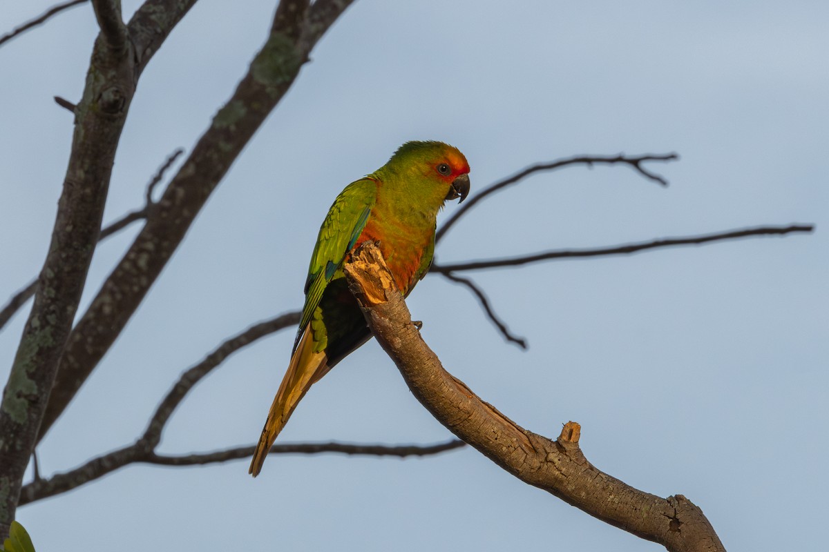 Golden-capped Parakeet - Gustavo Dallaqua
