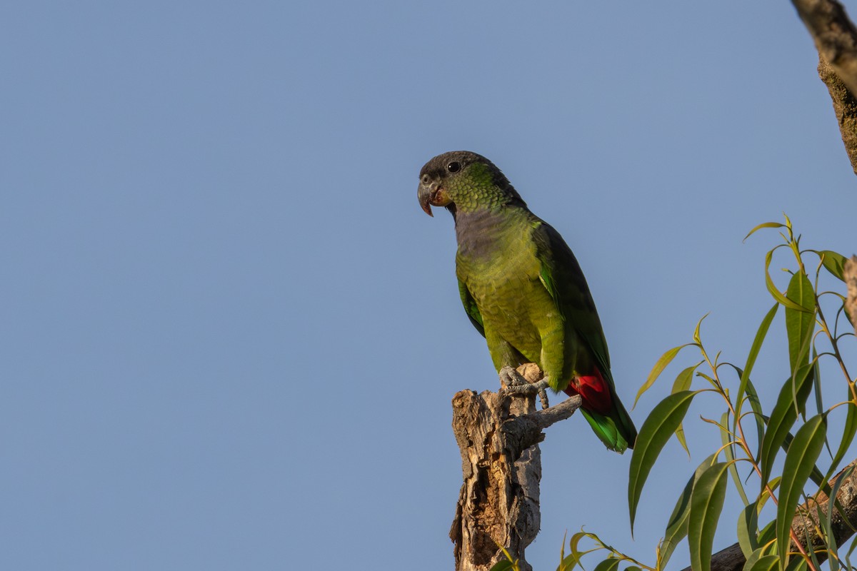 Scaly-headed Parrot - Gustavo Dallaqua