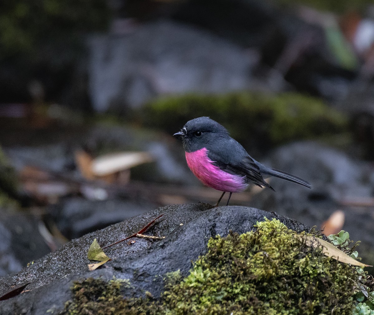 Pink Robin - ML619611443