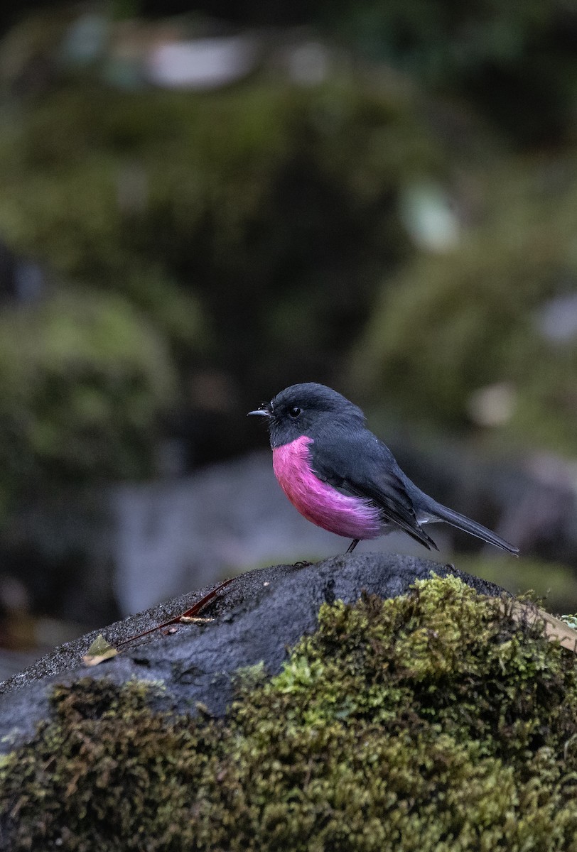 Pink Robin - Jamie Smith-Morvell