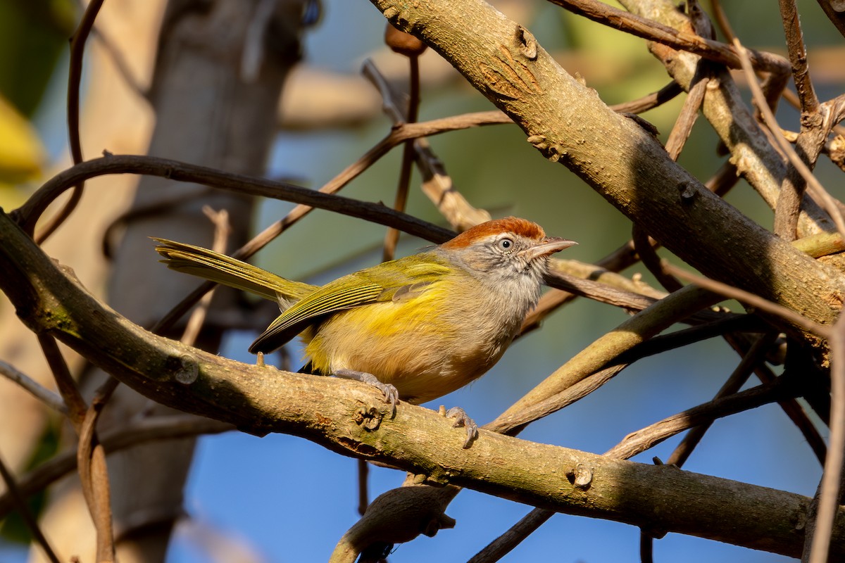 Gray-eyed Greenlet - Gustavo Dallaqua