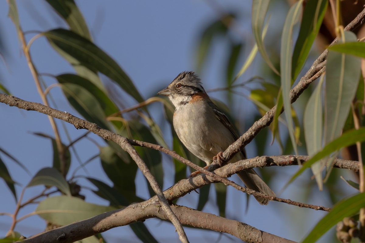 Rufous-collared Sparrow - Gustavo Dallaqua