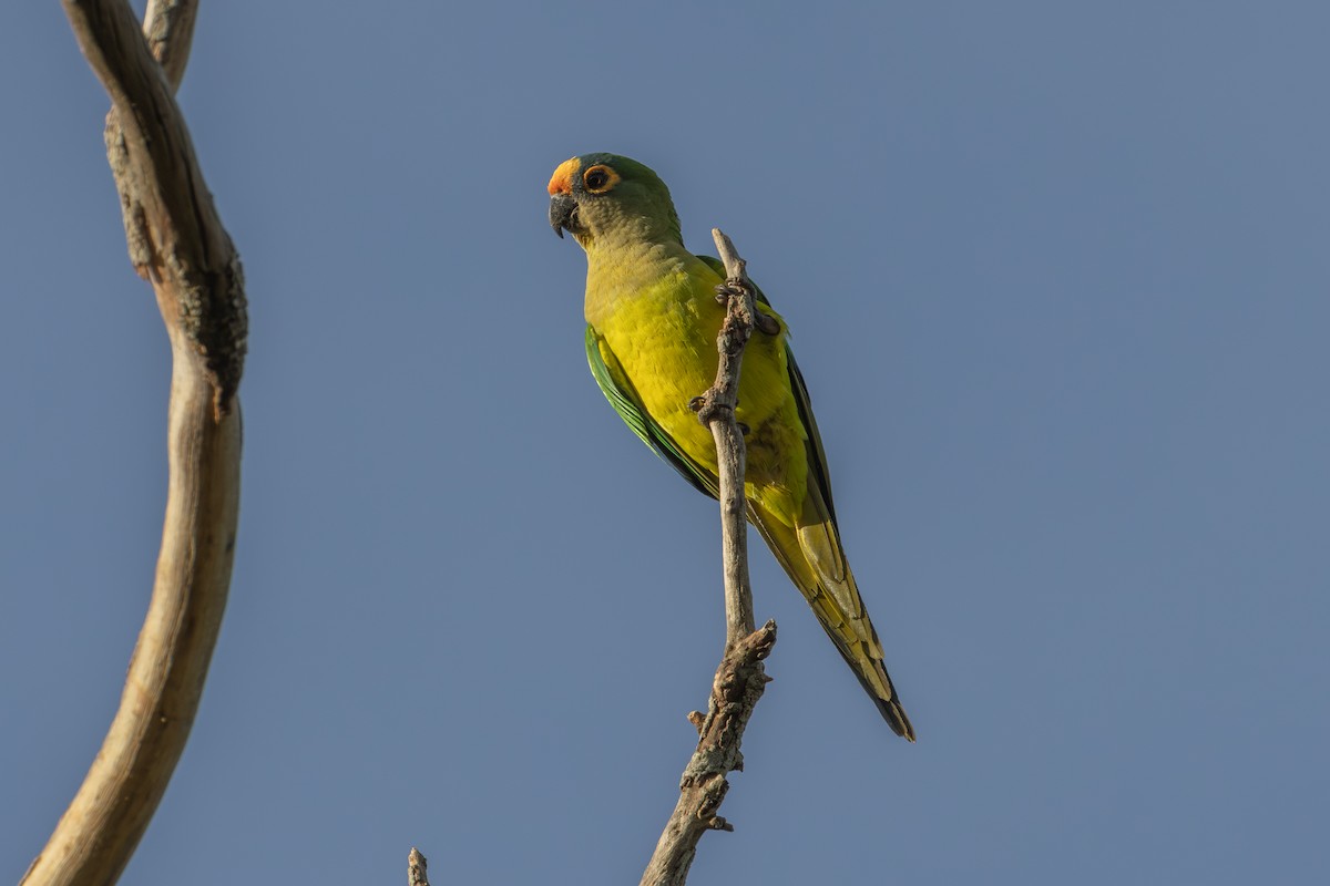 Peach-fronted Parakeet - Gustavo Dallaqua