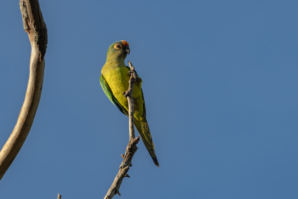 Peach-fronted Parakeet - Gustavo Dallaqua