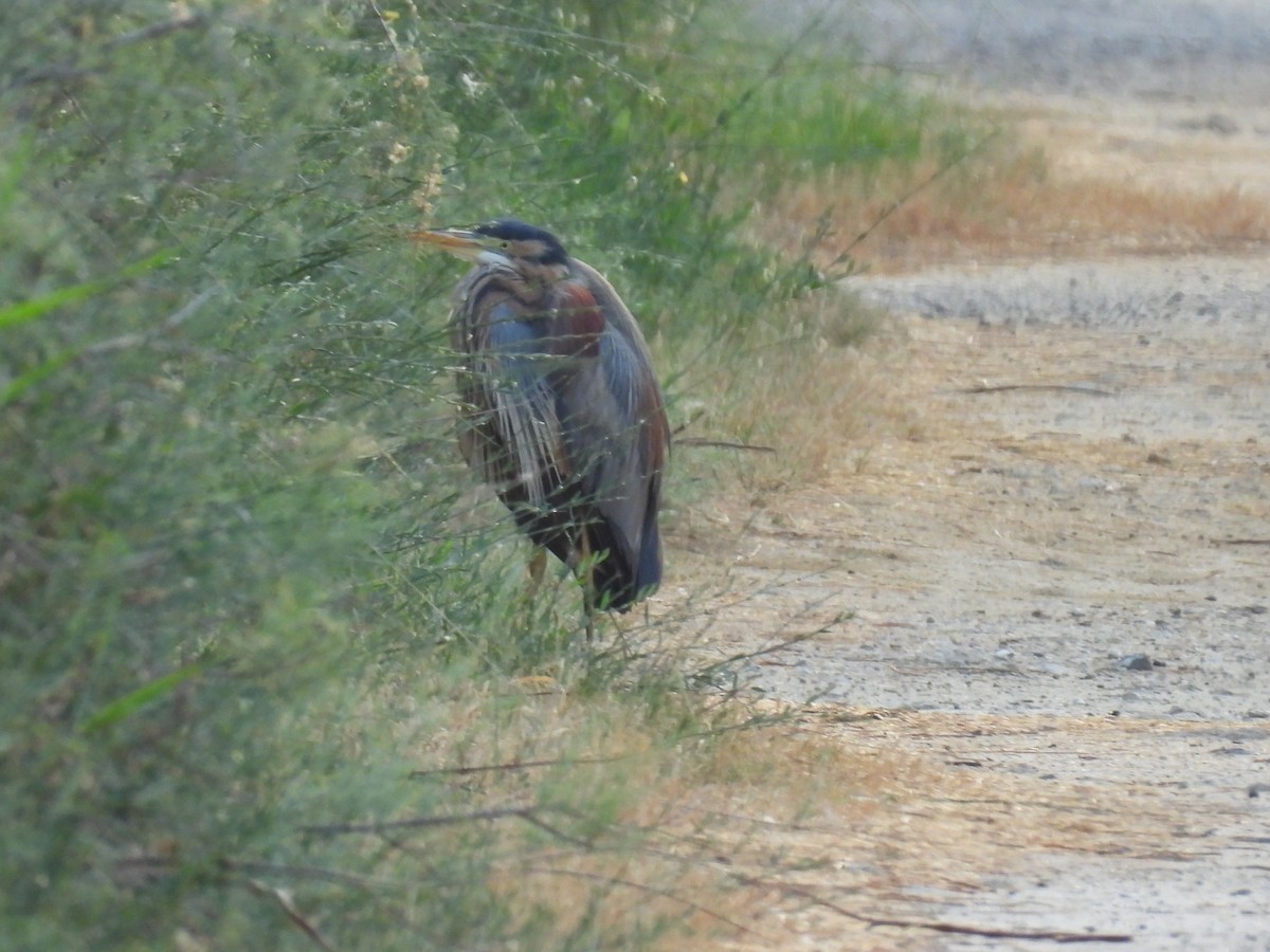 Purple Heron - ML619611454