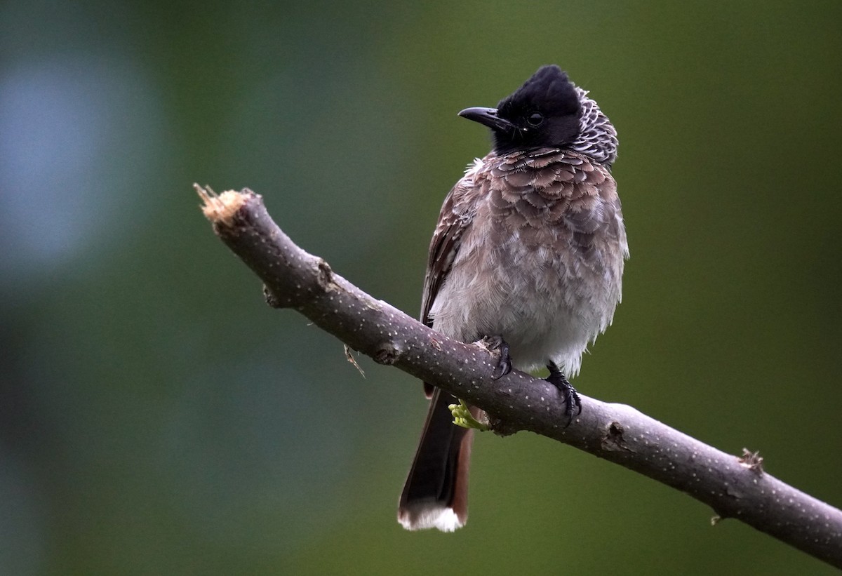 Red-vented Bulbul - Nathanael Poffley