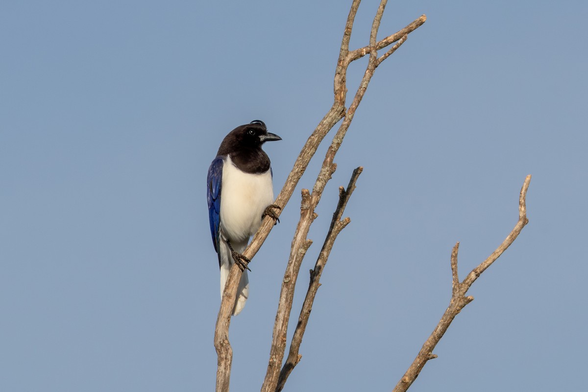 Curl-crested Jay - ML619611460