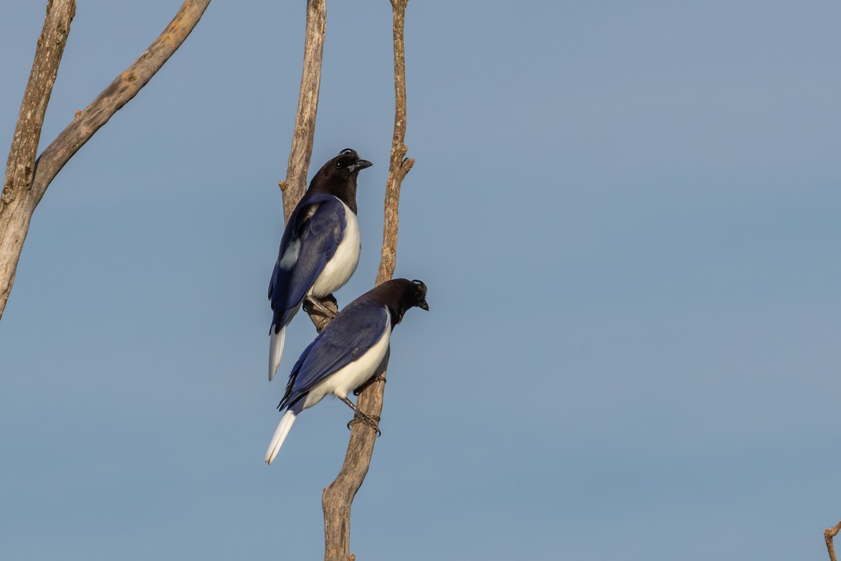 Curl-crested Jay - ML619611461