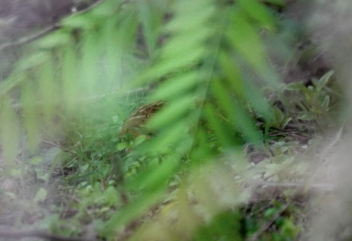 Barred Buttonquail - ML619611462