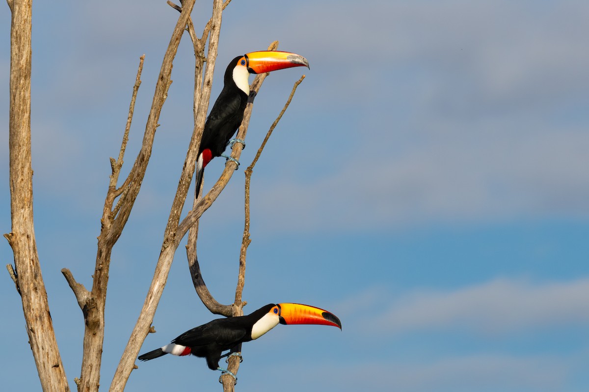 Toco Toucan - Gustavo Dallaqua