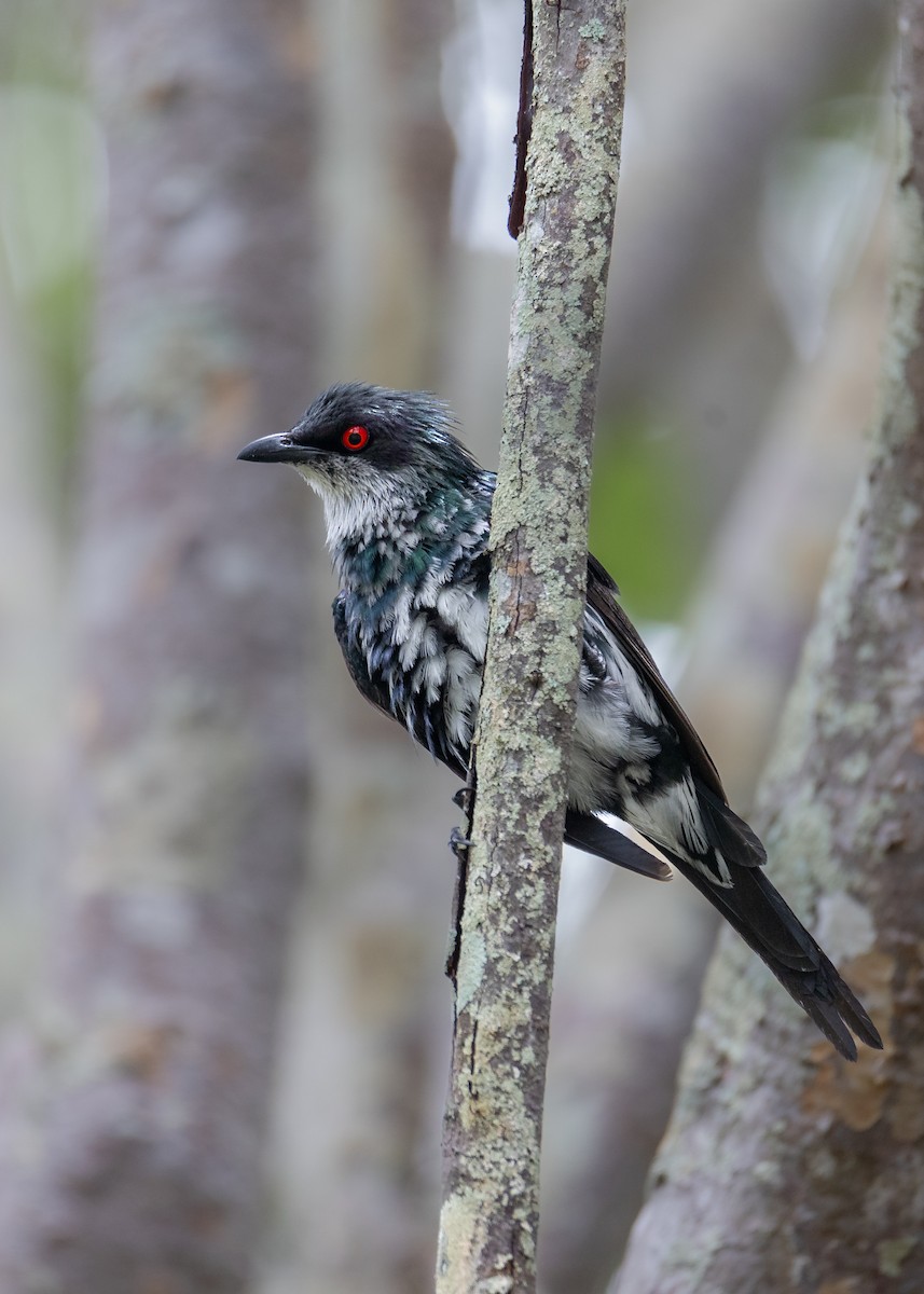 Metallic Starling - Jamie Smith-Morvell