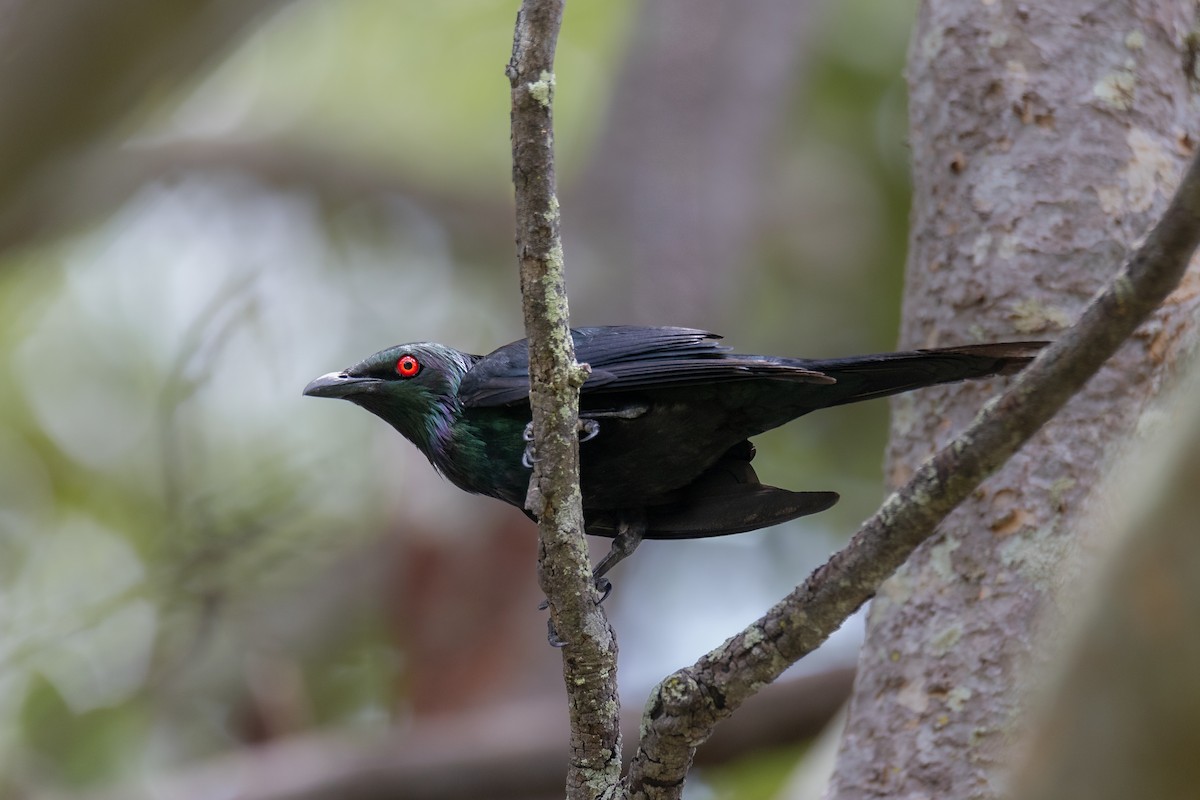 Metallic Starling - ML619611471