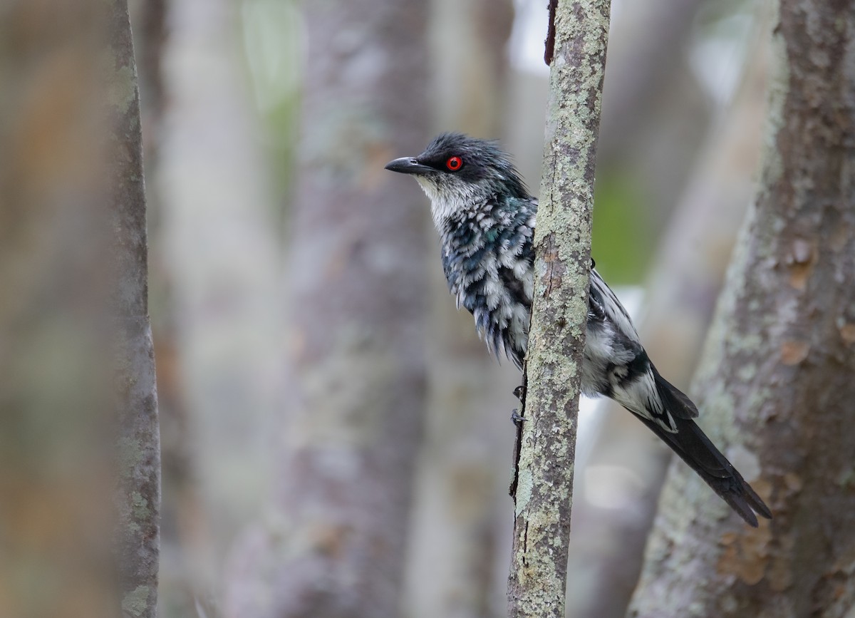 Metallic Starling - ML619611472