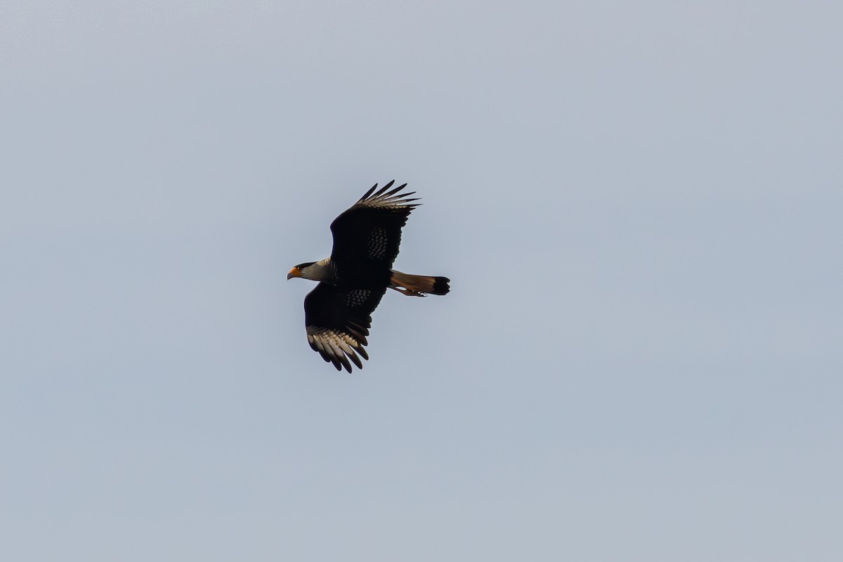 Crested Caracara - Gustavo Dallaqua