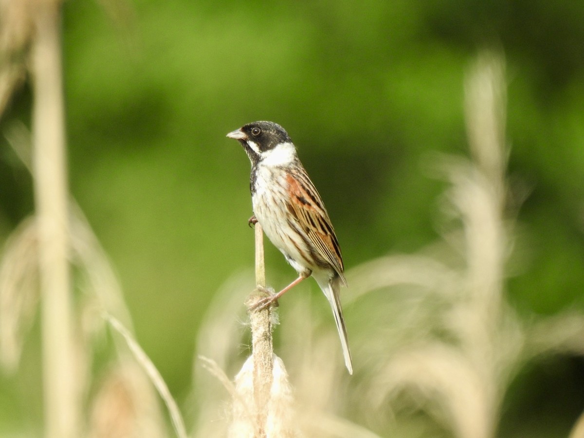 Reed Bunting - Stephen Bailey