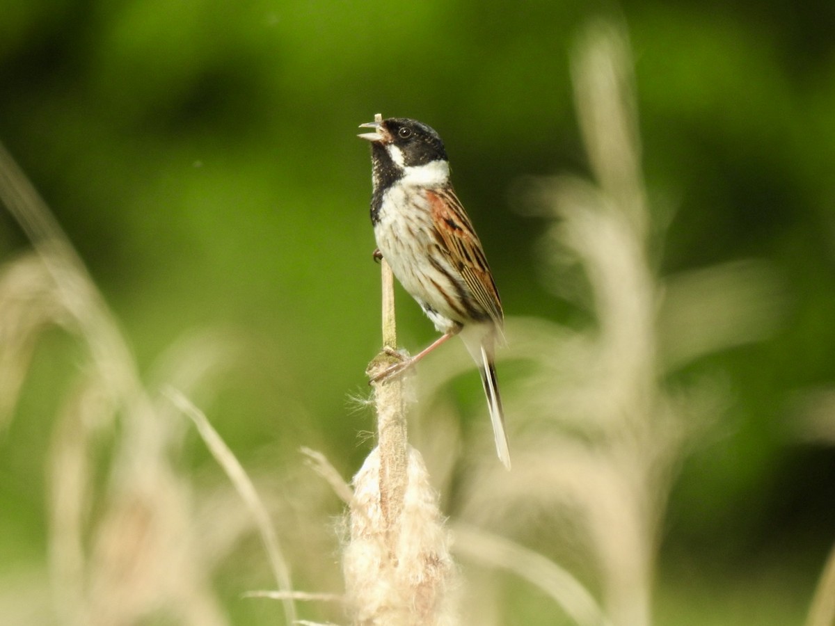 Reed Bunting - Stephen Bailey