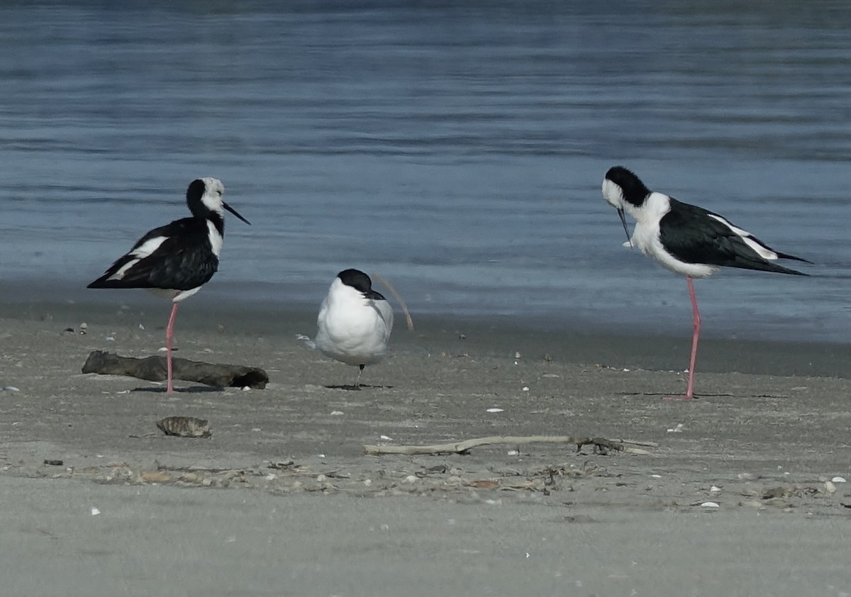 Australian Tern - ML619611481