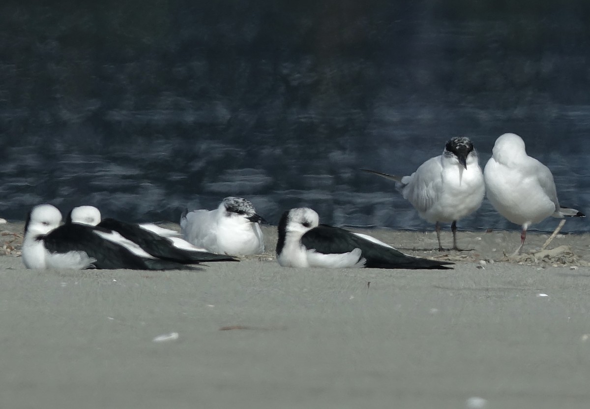 Australian Tern - ML619611482