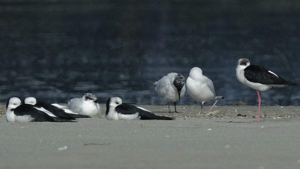 Australian Tern - ML619611483